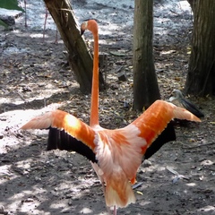 Phoenicopterus ruber
