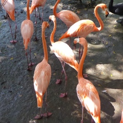 Phoenicopterus ruber
