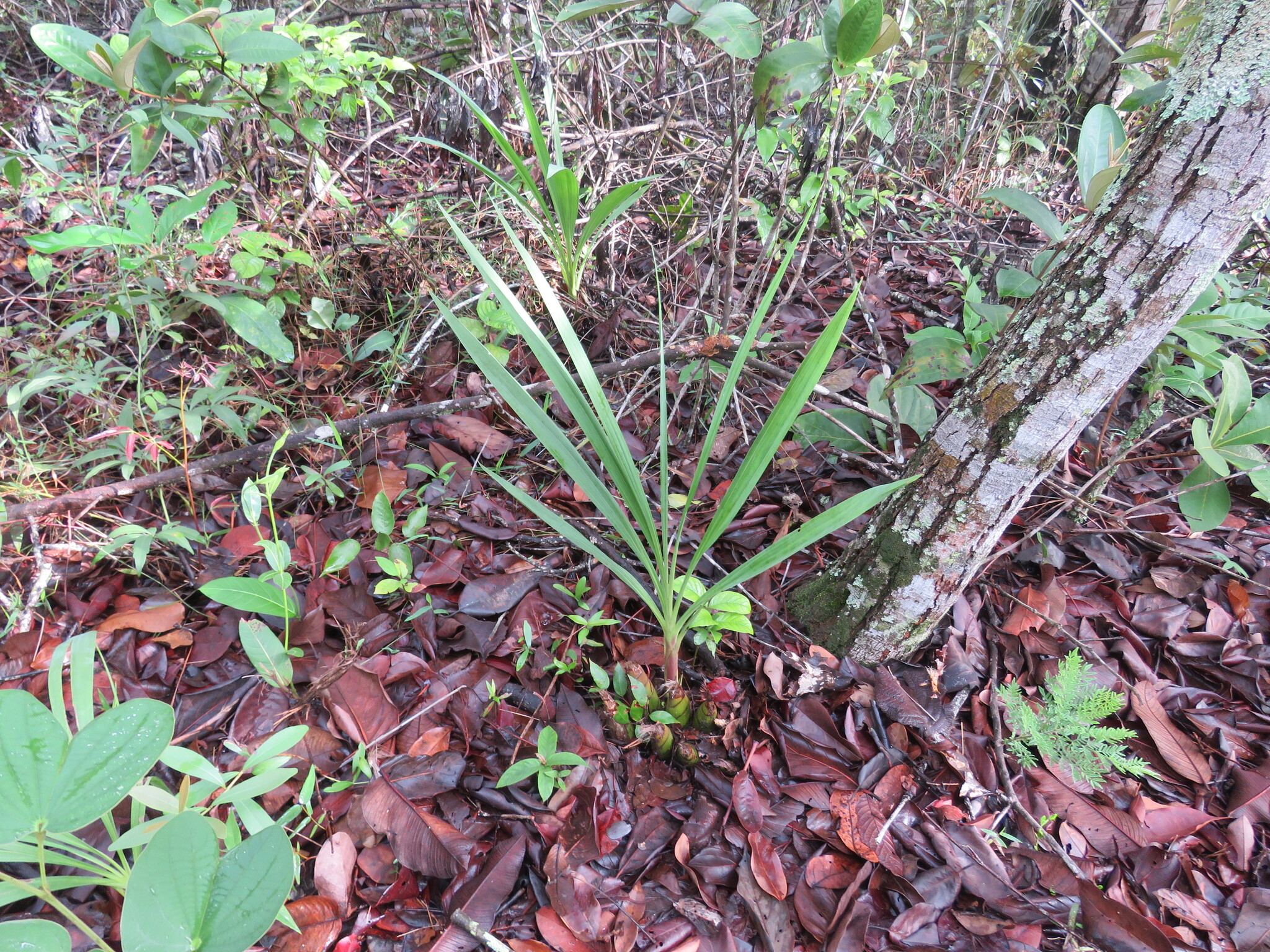 Cyrtopodium virescens Rchb.f. & Warm.