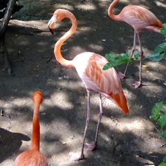 Phoenicopterus ruber