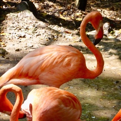 Phoenicopterus ruber