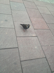 Sturnus vulgaris