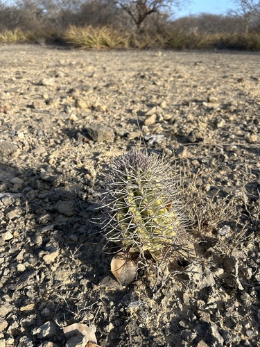 Melocactus zehntneri