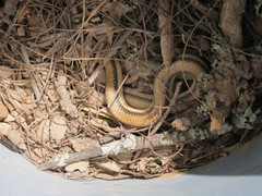 Phimophis vittatus