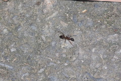 Camponotus carin