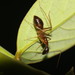 Camponotus carin - Photo (c) 呼延小孫, algunos derechos reservados (CC BY-NC), subido por 呼延小孫