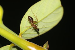 Camponotus carin