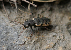 Neocicindela garnerae