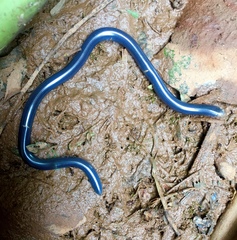 Afrotyphlops mucruso