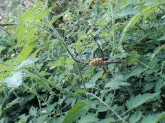 Argiope sector