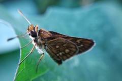 Taractrocera ardonia