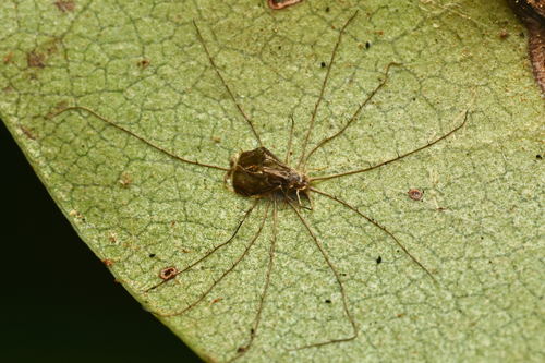 Ophiocordyceps sp. (Hirsutelloid)