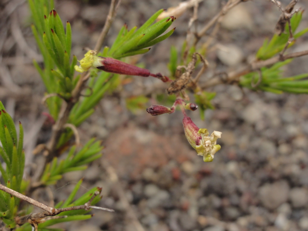 Silene hawaiiensis