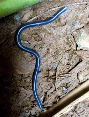 Afrotyphlops mucruso