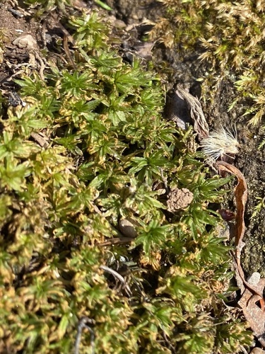 Atrichum crispulum observed 2025-12-18