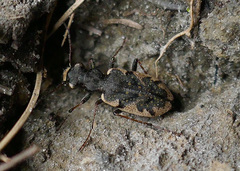 Neocicindela garnerae