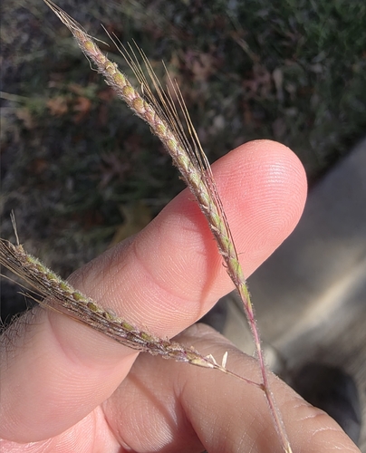 Dichanthium aristatum iNat (3)