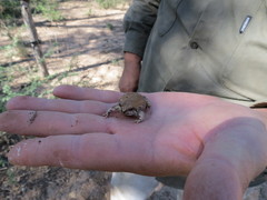 Physalaemus biligonigerus