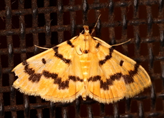 Dichocrocis clytusalis