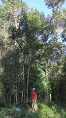 Zanthoxylum petiolare