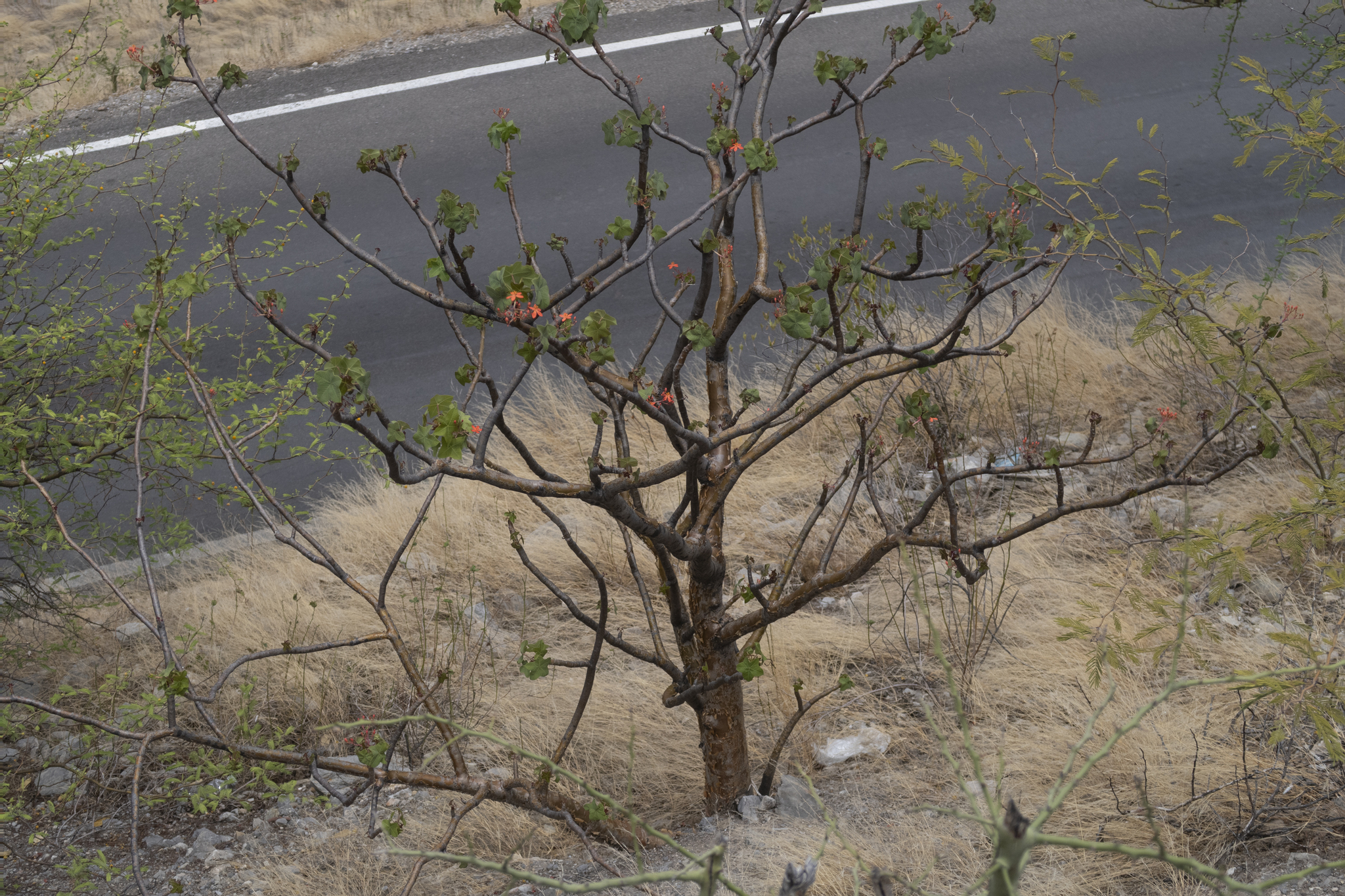 Jatropha humboldtiana