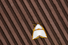 Titulcia confictella