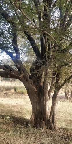 dhok (Terminalia pendula)