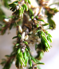 Erica rosacea