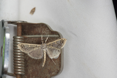 Polythlipta divaricata
