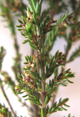 Erica rosacea