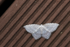 Leucodrepana serratilinea