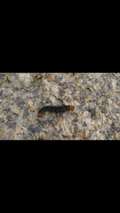 Xanthopastis timais