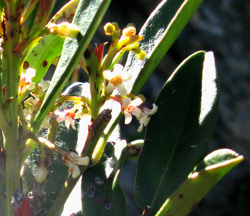 Mountain saffron (Cassine parvifolia)