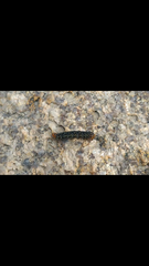 Xanthopastis timais