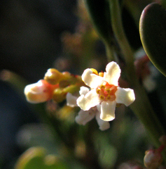 Cassine parvifolia