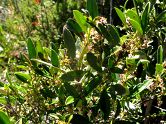Cassine parvifolia