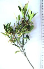 Cassine parvifolia