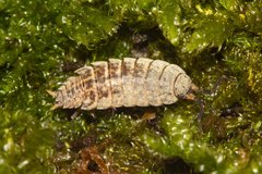 Caeroplastes porphyrivagus
