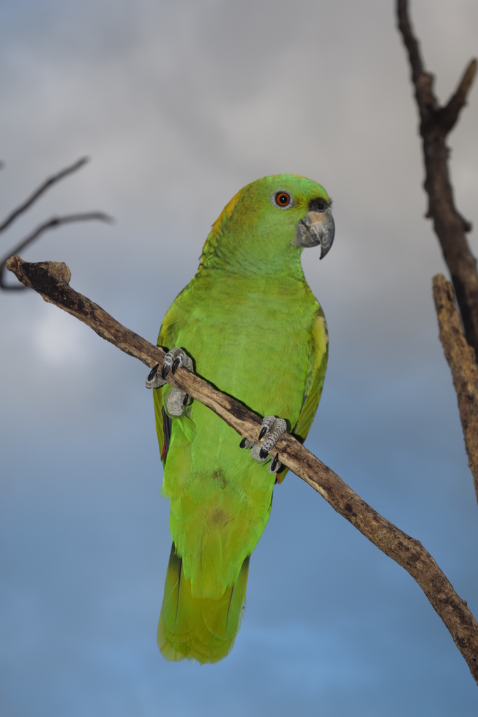 Yellow-naped Amazon photo