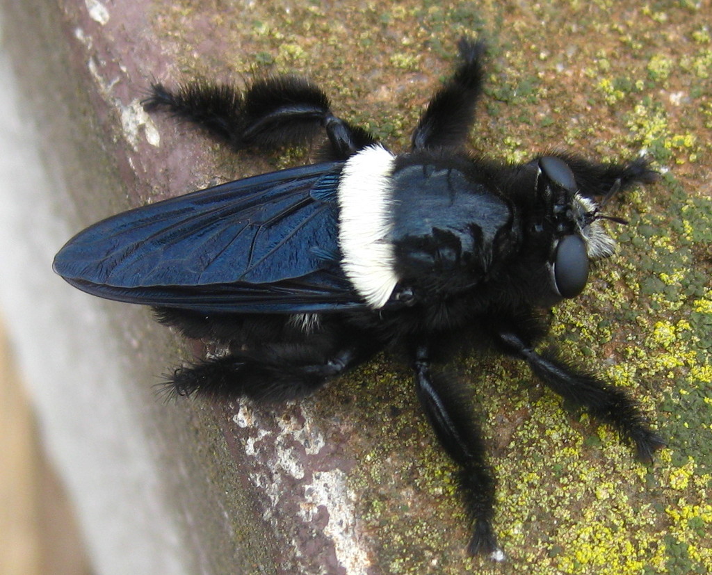 Carpenter Robberflies
