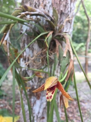 Maxillaria tenuifolia