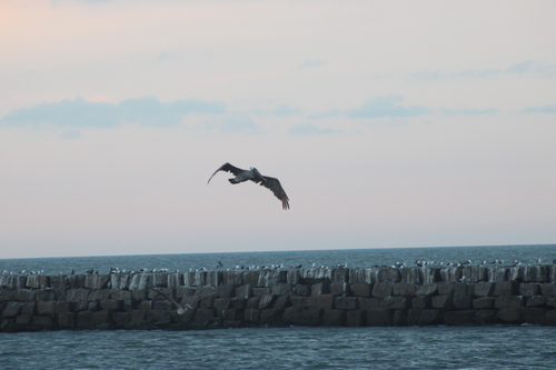 Brown Pelican photographed in Delaware