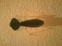 Choeradodis rhombicollis