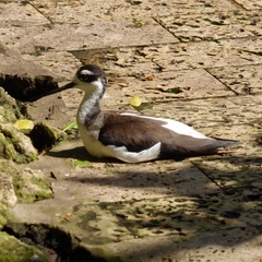 Himantopus mexicanus
