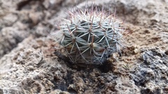 Mammillaria johnstonii