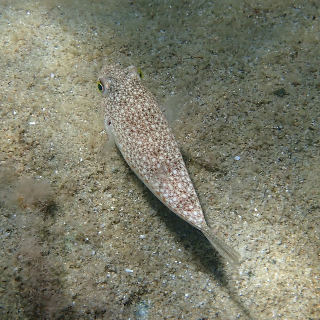 Pufferfish with dense white spots on a brown back, resting on a sandy bottom, seen from above