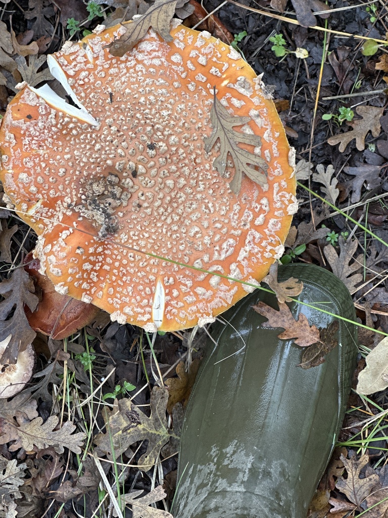 Amanita muscaria flavivolvata · December 2025 · photo: © tlaloc27 (iNaturalist, cc-by)