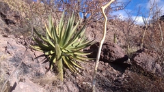 Agave chrysoglossa