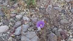 Ipomoea ternifolia leptotoma