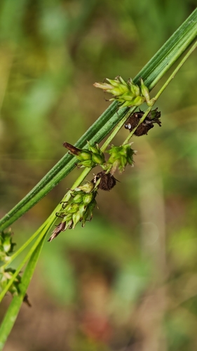 Carex polystachya, 2025-12-20